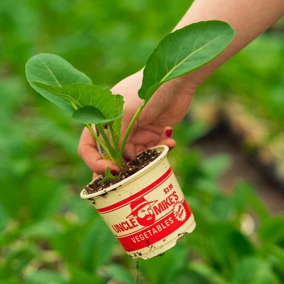 Cauliflower – Self-Blanche – 4″ Pot